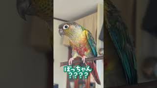 新しい言葉を伝えてくれてたのに😭分かりますか？？【ウロコインコのぽぽ】