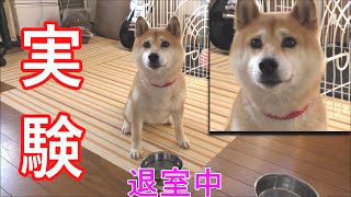 柴犬小春　実験！守れるか？15秒間、空腹時の「待て」How well is she able to obey her owner 's order?Only15 sec!