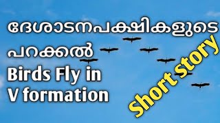 ദേശാടന പക്ഷികളുടെ പറക്കൽ ചെറുകഥ Birds fly in V formation short stories