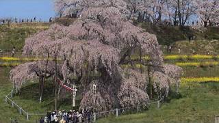 日本五大桜の銘木 The Five great Cerry Blossoms in Japan