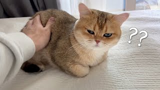 A cute cat that looks like bread