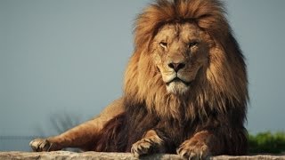 Protecting the African lion from trophy hunters