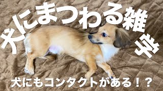 意外と知らない犬に関する雑学【犬 犬との生活 豆知識 しつけ】