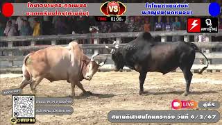 โคโหนดแซมสิงห์พลัญชัย(มดหนอย) vs โคขาวงามตระกูลเพชรยอดเกรียงไกร(ท่านขิ้ม) #วัวชน #ถ่ายทอดสดวัวชน