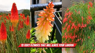 13 Fiery Flowers That Will Ignite Your Garden