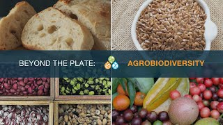 Beyond the plate: Agrobiodiversity