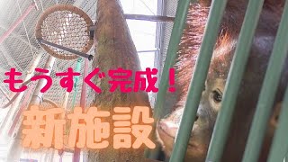 やんちゃ盛りのオランウータン！もうすぐお引越し　注目新施設へ独占潜入