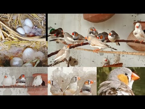 INFORMATION ABOUT ZEBRA FINCHES | PAIRING | NESTING| HATCHING | FEEDING ...