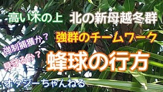 日本みつばち ５番巣箱 強群 北の新母越冬群 分蜂 2021年3月17日