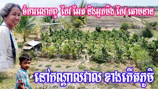 ចំការរបស់លោកពូ កែវ អែត និងអ្នកមីង កែវ ឆោមនាន ( USA ) នៅកណ្តាលវាលស្រែខាងកើតភូមិគោកធ្នង់