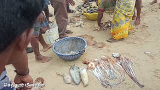 கடற்கரை மணலில் மீன் ஏலம்/Fish auction on beach sand