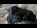 ゴリラの赤ちゃん「リキ」とその家族　baby gorilla