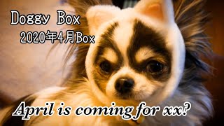 チワワとイタグレへ届いた謎の箱！これって『Doggy Box』！？～April is coming for xx ?～【2020年4月BOX】