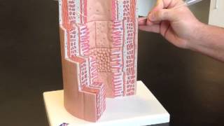 Microscopic GI Tract Model