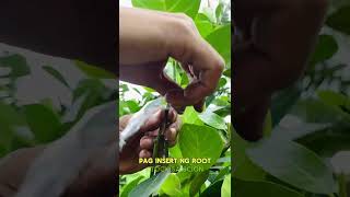 Eviarc Sweet Jackfruit inarching method.