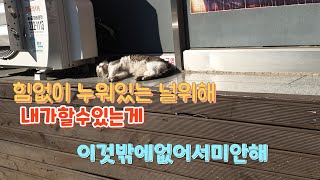 너무도 아프고 지친 모습의 길고양이를 만났지만 내가해줄수있는건..