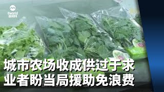 城市农场收成供过于求剩蔬菜被迫丢弃 业者盼当局援助