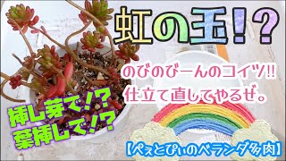 【多肉植物】第２弾‼️虹の玉🌈メンテナンスしてみた(๑･̑◡･̑๑)