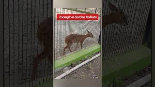 Zoological Garden Alipore Kolkata #zoologicalpark #kolkata #zoo #चिड़ियाघर #zoologicalgarden