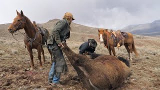 山地生活系列：大佬野外狩猎野牛黑熊，丛林捕捉郊狼生活！