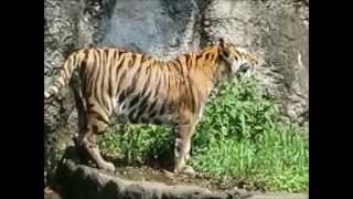 浜松動物園　アムールトラのローラ泳ぐ