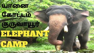 யானை கோட்டம் குருவாயூர்|| Elephant Camp at Guruvayur||Tourist Place Guruvayur||Vlog at guruvayur