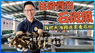 住豪宅的石斑魚？我把大海搬進來養魚？林園｜石斑魚的故鄉｜活締處理法