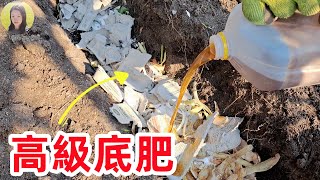 Do These Now, to Make your Vegetables BOOM Next Year 現在做這些, 讓您明年蔬菜爆棚! 咖啡渣高級底肥的神奇功效