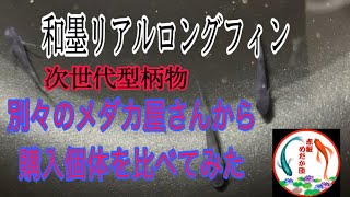 ［赤髪めだか団］和墨リアルロングフィン　別々のメダカ屋さん個体を比べてみた