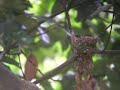 サンコウチョウ（三光鳥）の巣作り　japanese paradise flycatcher