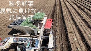 病気に負けない畑作り 【秋冬野菜】19/9/26