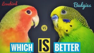 Budgies vs lovebirds | budgies and lovebirds difference | lovebird or budgie