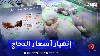 فلاحة : إنهيار أسعار دجاج اللحم .. فرحة المستهلك وإنكسار المربي