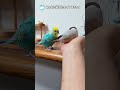 怒られてもメゲないインコ セキセイインコ 文鳥 birds shorts