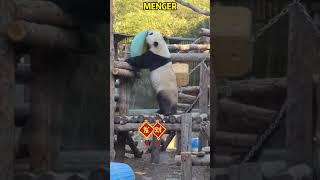 萌兰这番操作，你们看懂了吗？ #pandacub #cute #giantpanda #animals #pandachina #funny #cutepanda #zoo #パンダ君 #パンダ君