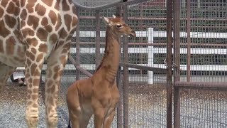 Rare, spotless baby giraffe makes debut at Tennessee zoo