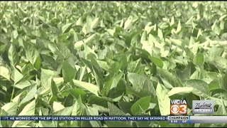 Dicamba crop damage