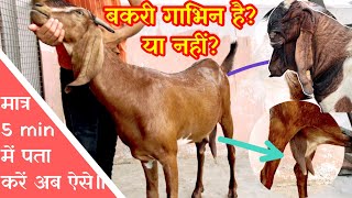 बकरी गाभिन है या नहीं?मात्र 5 min में पता करें अब ऐसे॥Pregnant goat signs॥Goat pregnancy test in5min