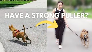 Can't Stop Your Dog From Pulling On Leash? Try This!