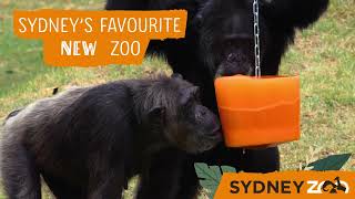 Sydney Zoo Summer Cool