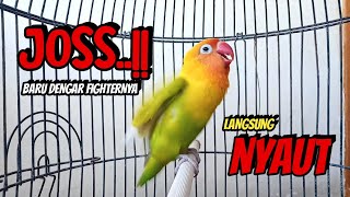 BARU DENGAR FIGHTERNYA Langsung Nyaut, Pancingan Suara Burung Lovebird Ngekek Panjang MANTAB