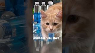 ロックオン！獲物を見つけた猫さま【メインクーン】#shorts