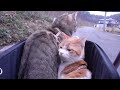 ペットカートで猫とお散歩 （cats riding on pet jogger）【ネコノネタ】