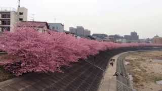 岡崎市の河津桜