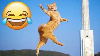 Try Not To Laugh 🤣 New Funny Cats and Dogs Videos 😹🐶 Part 17