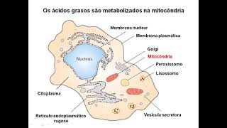 ACH0051 - Aula 11 - Metabolismos de Lipídeos