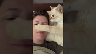 Sweet Cat Begs for Nose Kisses || ViralHog