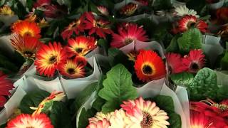 Gerbera jamesonii mix