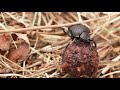 european dung roller beetle sisyphus schaefferi