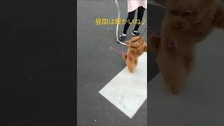 冬の散歩道🐩トイプードルのベルちゃんです🐾ただの親バカ動画ですw